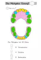 Vorschau - Arbeitsblätter - Das Milchgebiss / das bleibende Gebiss (ABs mit Lösung) - Seite 3