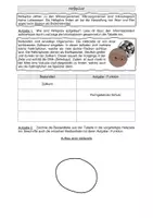Vorschau - Arbeitsblätter - Hefepilze Arbeitsblatt - Komplette Themaeinführung - Seite 3