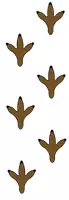 Vorschau - selbst erstellte Cliparts/Grafiken - Komplette Eulen Clipart Kollektion - Seite 2