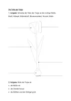 Vorschau - Arbeitsblätter - Teile der Tulpe - Seite 1