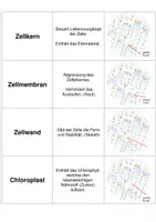 Vorschau - Spiele - Pflanzenzellorganell - Funktion "Zuordnen Spiel" - Seite 2