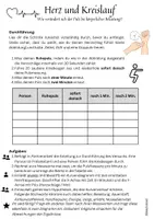 Vorschau - Arbeitsblätter - Beeinflussung von Herz & Kreislauf - Schülerversuch: Puls (differenziert) Jg. 8-10 - Seite 2