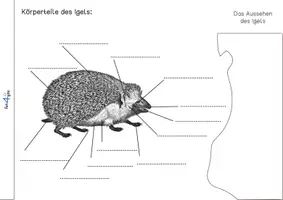 Vorschau - Arbeitsblätter - Der Igel - Forscherheft, Bastelanleitung, Infotexte - Seite 3