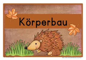 Vorschau - Arbeitsblätter - Igel Körperbau Tafelmaterial neu - Seite 3