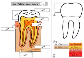 Vorschau - Mal- und Bastelvorlagen - AB Aufbau des Zahns - Seite 3