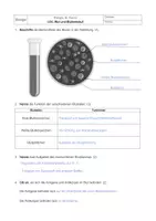 Vorschau - Arbeitsblätter - LEK Blut Blutgruppen Blutgerinnung 8. Klasse Biologie - Seite 3
