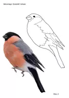 Vorschau - Mal- und Bastelvorlagen - Kunst im Winter: "Vögel im Winter" gestalten (Schwammtechnik) - Seite 3