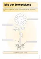 Vorschau - Arbeitsblätter - Dossier: Die Sonnenblume - Seite 2