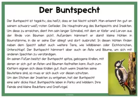 Vorschau - Stundenentwürfe - Materialpaket WALD - Seite 2