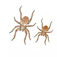 Vorschau - Poster - Die Spinne - Entwicklung, Entwicklungszyklus - Cliparts - Seite 2