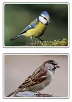 Vorschau - Präsentationen/Tafelbilder - Bild- und Wortkarten - Heimische Vögel - Seite 2