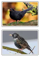 Vorschau - Präsentationen/Tafelbilder - Bild- und Wortkarten - Heimische Vögel - Seite 3
