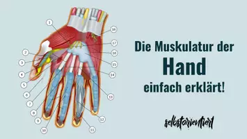 Vorschau - Präsentationen/Tafelbilder - Die Handmuskulatur unterrichten - Aufbau | Funktion | Schmerzen - Deckblatt