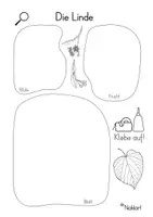 Vorschau - Arbeitsblätter - Linde - Arbeitsblatt - Herbarium - Deckblatt