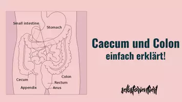 Vorschau - Stundenentwürfe - Caecum & Kolon: Text & Karteikarten zum Lernen - Deckblatt