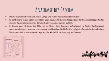 Vorschau - Stundenentwürfe - Caecum & Kolon: Text & Karteikarten zum Lernen - Seite 1