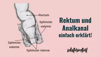Vorschau - Stundenentwürfe - Rektum & Analkanal: Texte & Lernkarten für den Biologieunterricht - Deckblatt