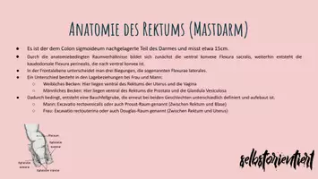 Vorschau - Stundenentwürfe - Rektum & Analkanal: Texte & Lernkarten für den Biologieunterricht - Seite 1