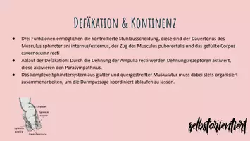 Vorschau - Stundenentwürfe - Rektum & Analkanal: Texte & Lernkarten für den Biologieunterricht - Seite 3