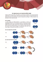 Vorschau - Interaktives Material - EduCrime - Die Struktur der DNA - Seite 1