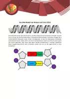 Vorschau - Interaktives Material - EduCrime - Die Struktur der DNA - Seite 3