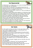 Vorschau - Arbeitsblätter - Ökologische Nische im Wald am Beispiel Baummarder und Dachs - Seite 1