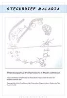 Vorschau - Arbeitsblätter - Biologie: Steckbrief Malaria - Seite 3