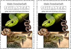 Vorschau - Stundenentwürfe - Wirbeltiere I Forscherheft I Schlangen I Reptilien - Seite 3