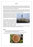 Vorschau - Arbeitsblätter - Aufbau und Jahresringe von heimischen Bäumen - mit Arbeitsblatt, PPT, Lösungen und Bildern - Seite 2