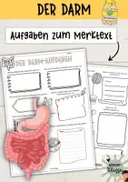 Vorschau - Arbeitsblätter - Gesunde Ernährung: DER DARM - Aufgaben zum Merktext - Deckblatt