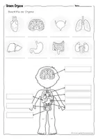 Vorschau - Arbeitsblätter - Organe - Arbeitsblätter zum Wiederholen und Festigen - inkl. Tafelmaterial - Seite 2