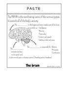 Vista previa - Juegos / Gamificación - Pack science 'The nervous system' - página 3