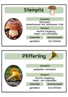 Vorschau - Stationenlernen - Pilze Karteikarten/ Informationskarten - Seite 1