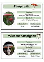 Vorschau - Stationenlernen - Pilze Karteikarten/ Informationskarten - Seite 2