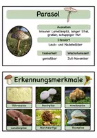 Vorschau - Stationenlernen - Pilze Karteikarten/ Informationskarten - Seite 3