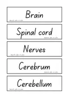 Vista previa - Juegos / Gamificación - I have, who has...nervous system - página 1