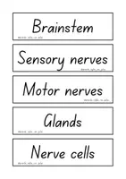 Vista previa - Juegos / Gamificación - I have, who has...nervous system - página 2