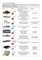 Vorschau - Arbeitsblätter - Fisch - Arten und Zubereitung Arbeitsblatt - Seite 2