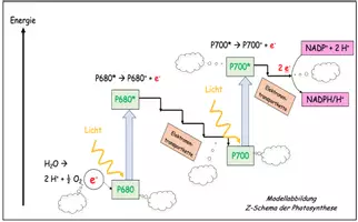 Vorschau - Arbeitsblätter - Z-Schema Photosynthese / Lichtreaktionen - Arbeitsblatt + Video - Seite 2