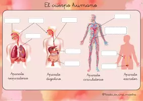 Vista previa - Juegos / Gamificación - Puzle cuerpo humano - página 1
