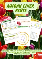 Vorschau - Arbeitsblätter - Aufbau einer Blüte Legebild Tulpe/ Rapsblüte - Deckblatt