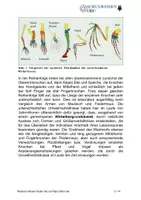 Vorschau - Anderer Materialtyp - BIOLOGIESTUNDE: Stammesgeschichte des Menschen - Seite 2