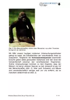 Vorschau - Anderer Materialtyp - BIOLOGIESTUNDE: Stammesgeschichte des Menschen - Seite 3