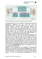Vorschau - Anderer Materialtyp - BIOSTUNDE: Sexualhormone und ihre Wirkung auf den menschlichen Körper - Seite 2