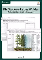 Vorschau - Arbeitsblätter - Stockwerke des Waldes - Arbeitsblatt inkl. Lösungen - Deckblatt
