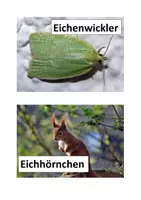 Vorschau - Bildkarten - Nahrungsnetze im Wald - 15 Bildkarten - Seite 3