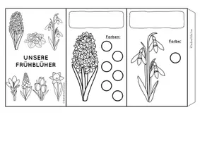 Vorschau - Mal- und Bastelvorlagen - Mini Leporello Frühblüher blanko und farbig mit Lösung - Deckblatt