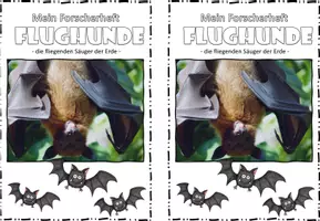 Vorschau - Unterrichtsreihen - Wirbeltiere I Forscherheft I Flughund I Fledermaus I Säugetier - Seite 3