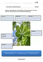 Vorschau - Arbeitsblätter - Kastanienbaum - Arbeitsblätter mit Lösungen - Seite 2