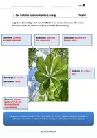 Vorschau - Arbeitsblätter - Kastanienbaum - Arbeitsblätter mit Lösungen - Seite 3